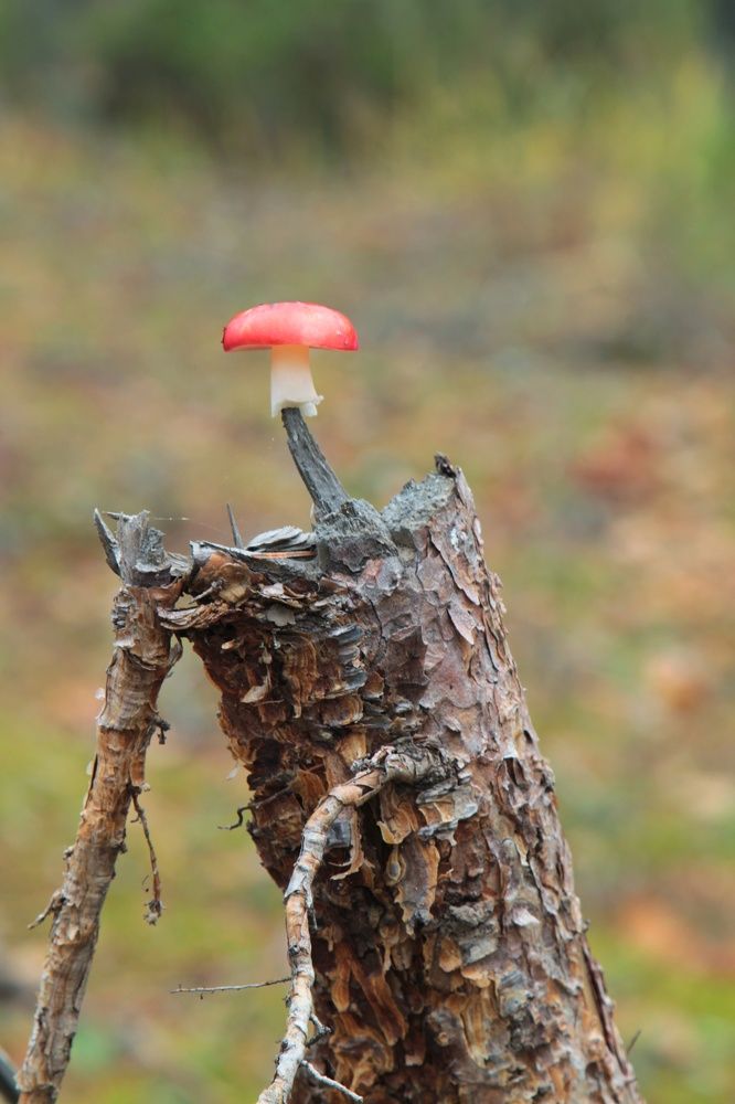 Photograph by Виктория Хмара