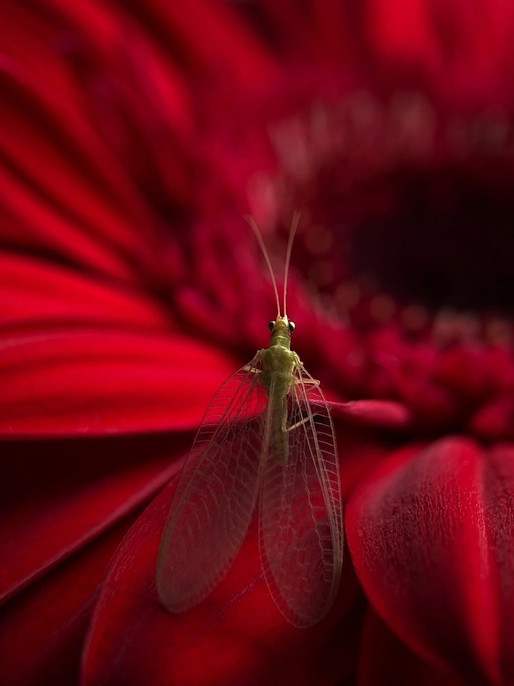 Гербера и златоглазка