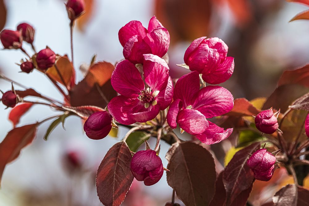 Красная Москва