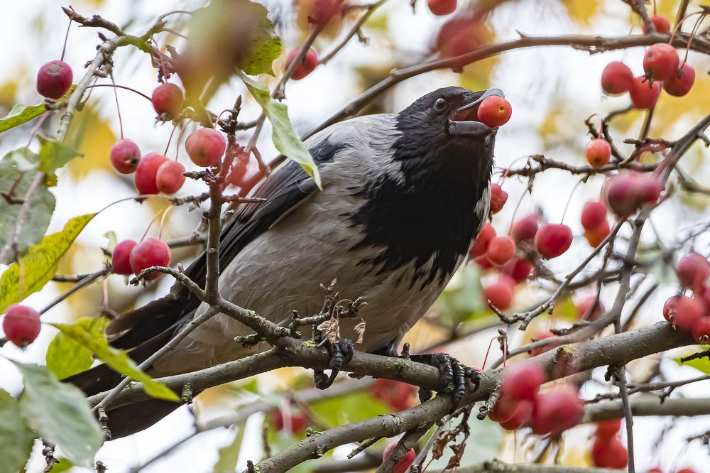 Красное на черном