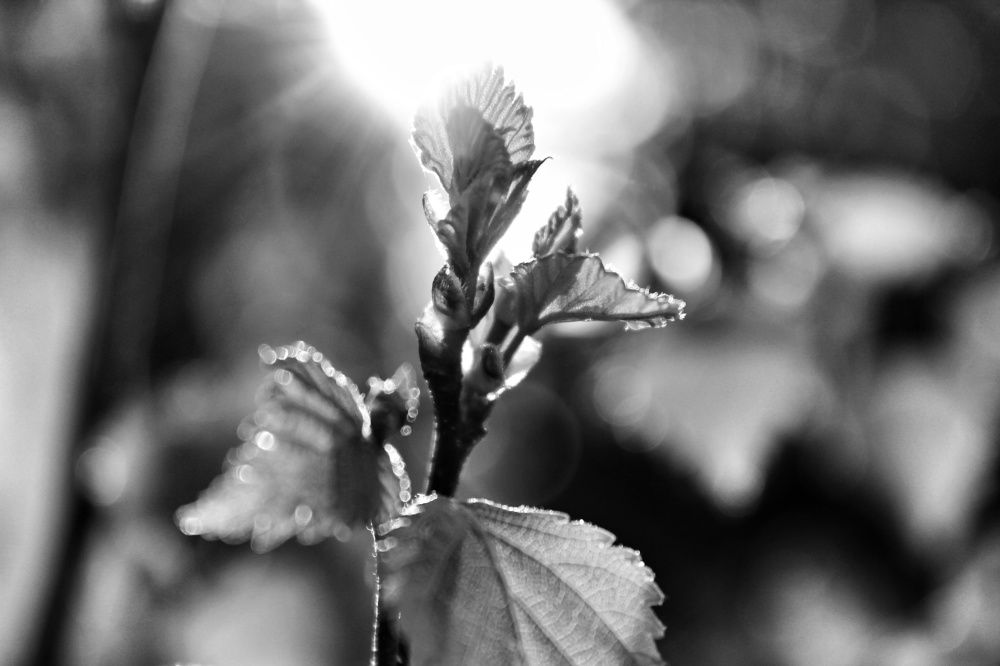 Photograph by Владимир Сушкин