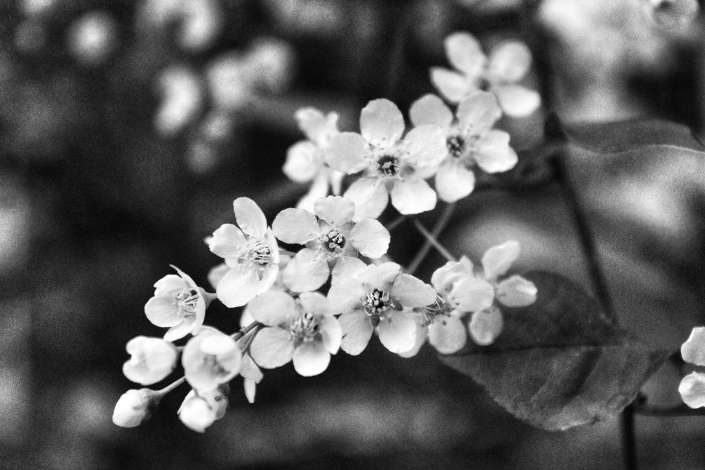 Photograph by Владимир Сушкин