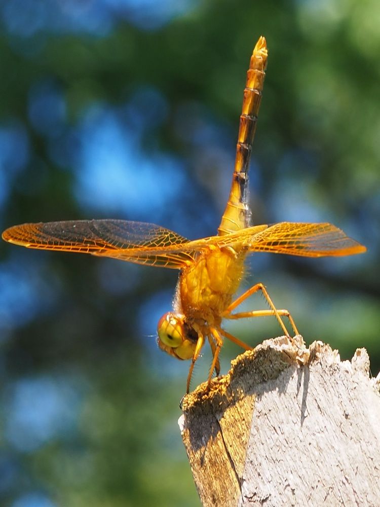 Photograph by Панкова Ольга Петровна