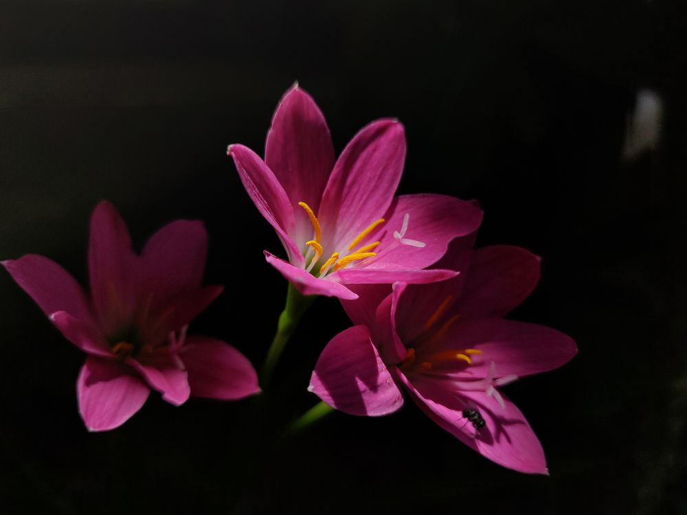 Photograph by Pritam Mandal