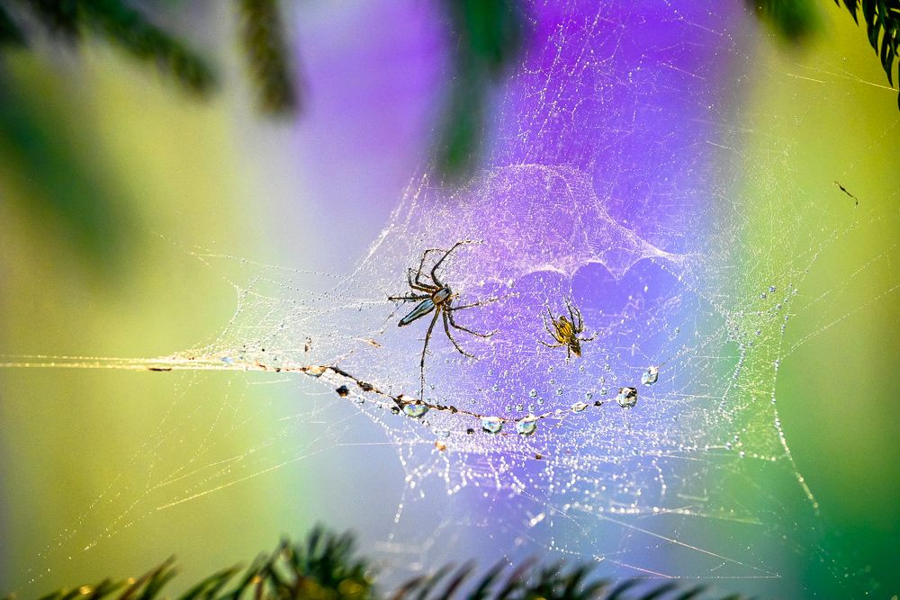 Photograph by  Ahamed Jazif