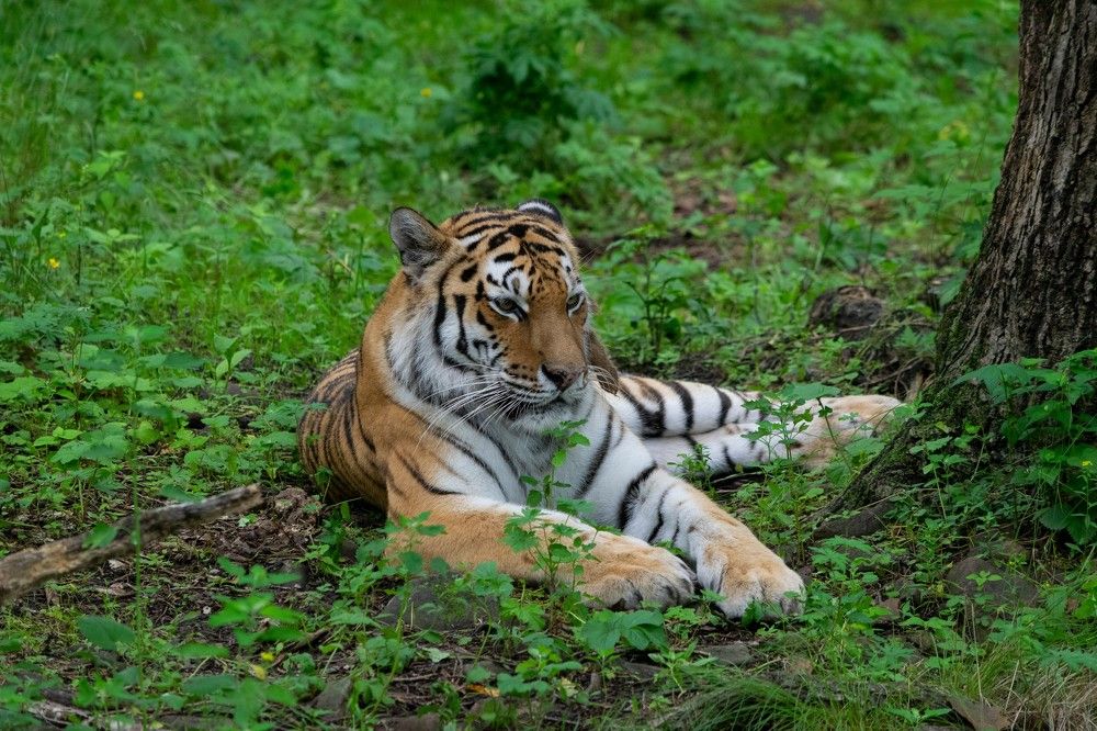 Амурский тигр.