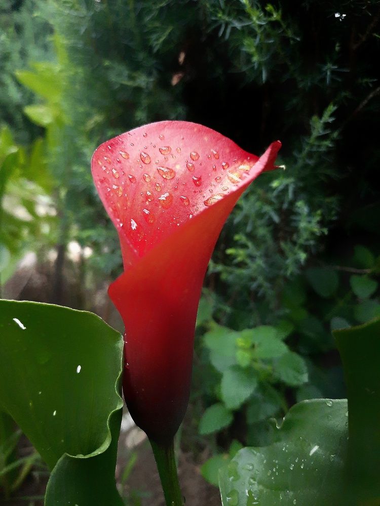 Photograph by Jelena Vasic