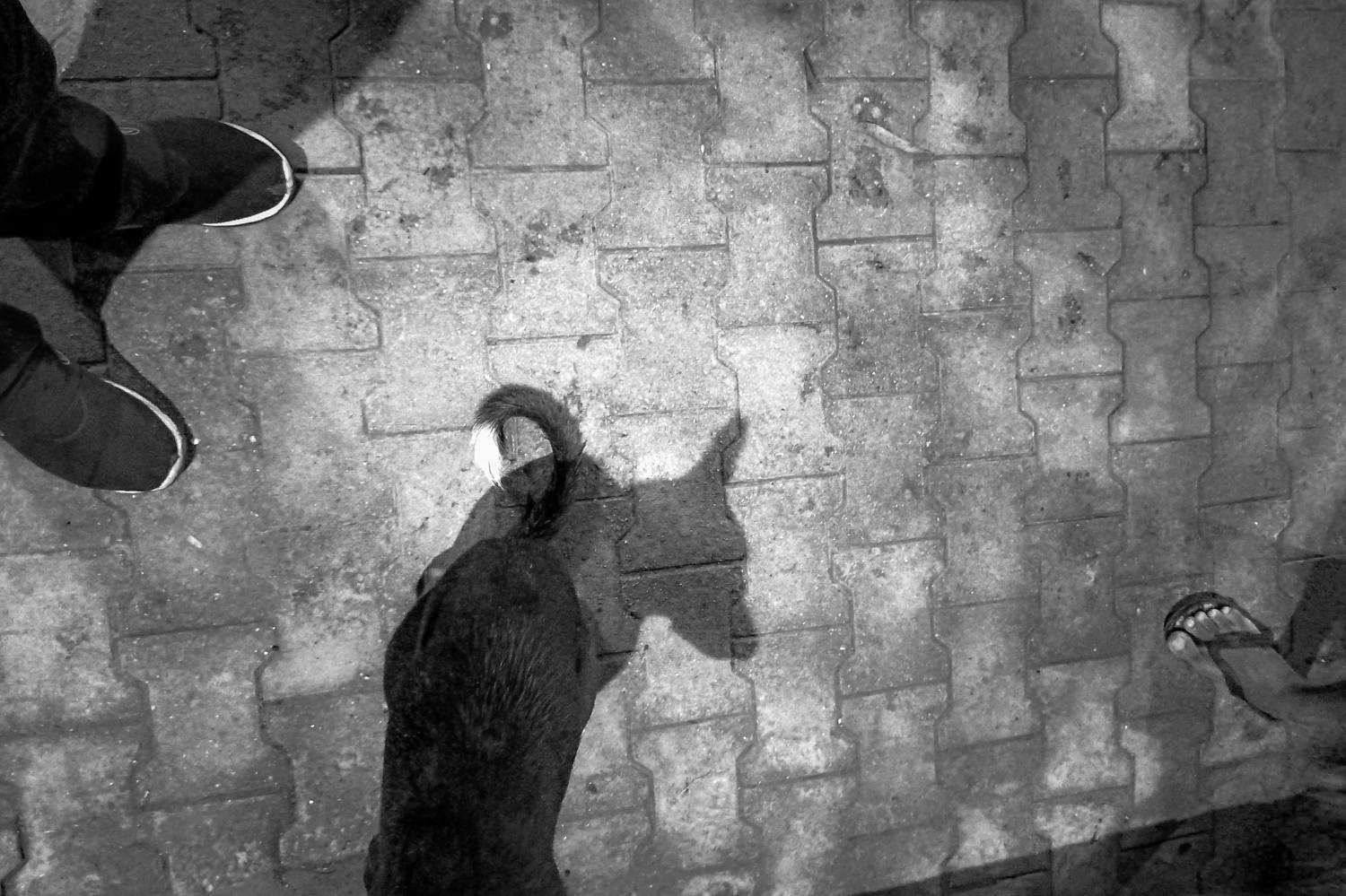 Photo #8337807