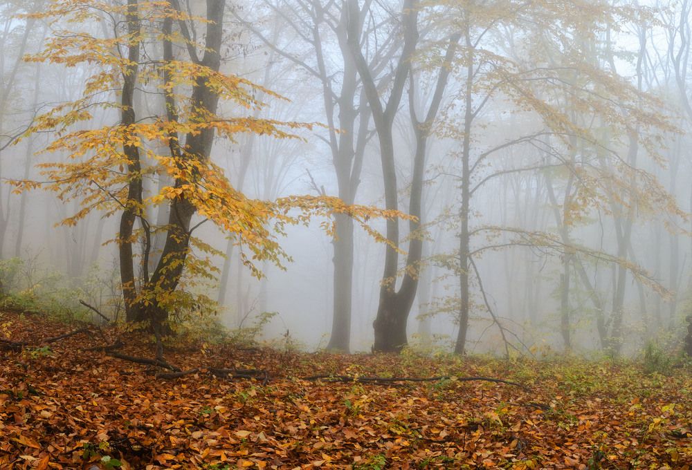 Фотография автора Шевченко Юрий