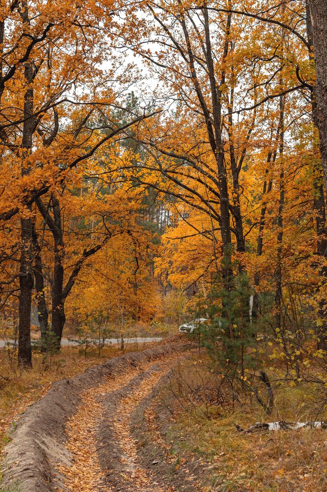 Photograph by Ирина Лапина