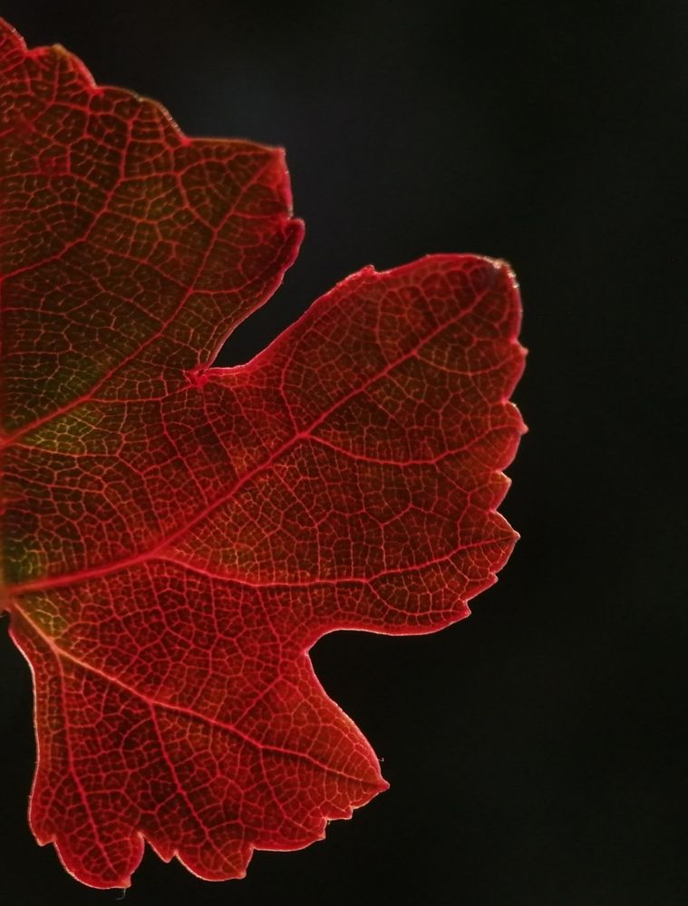 Photograph by Ольга Мокрова