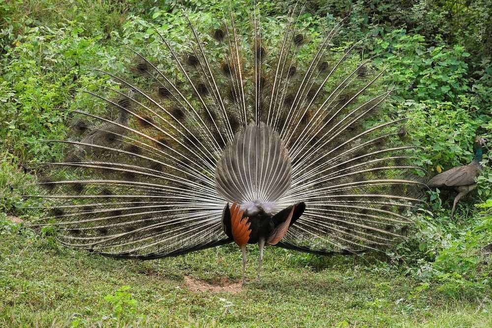 Photograph by Neelimaa Ripote