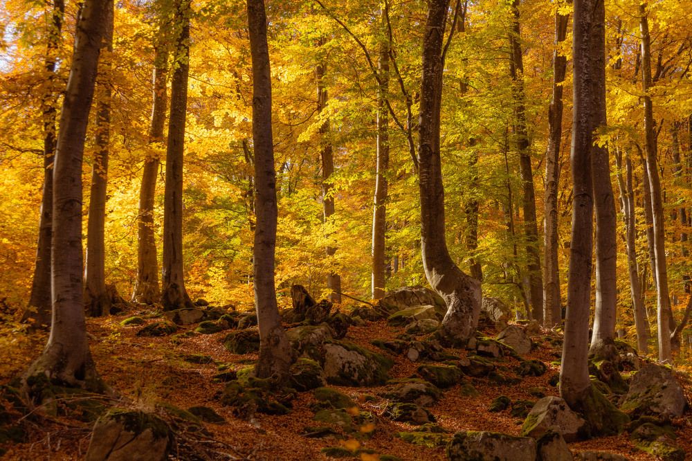 Photograph by Ди Си