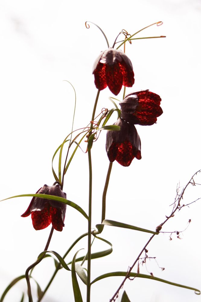 Фотография автора Татьяна Шебаршенко