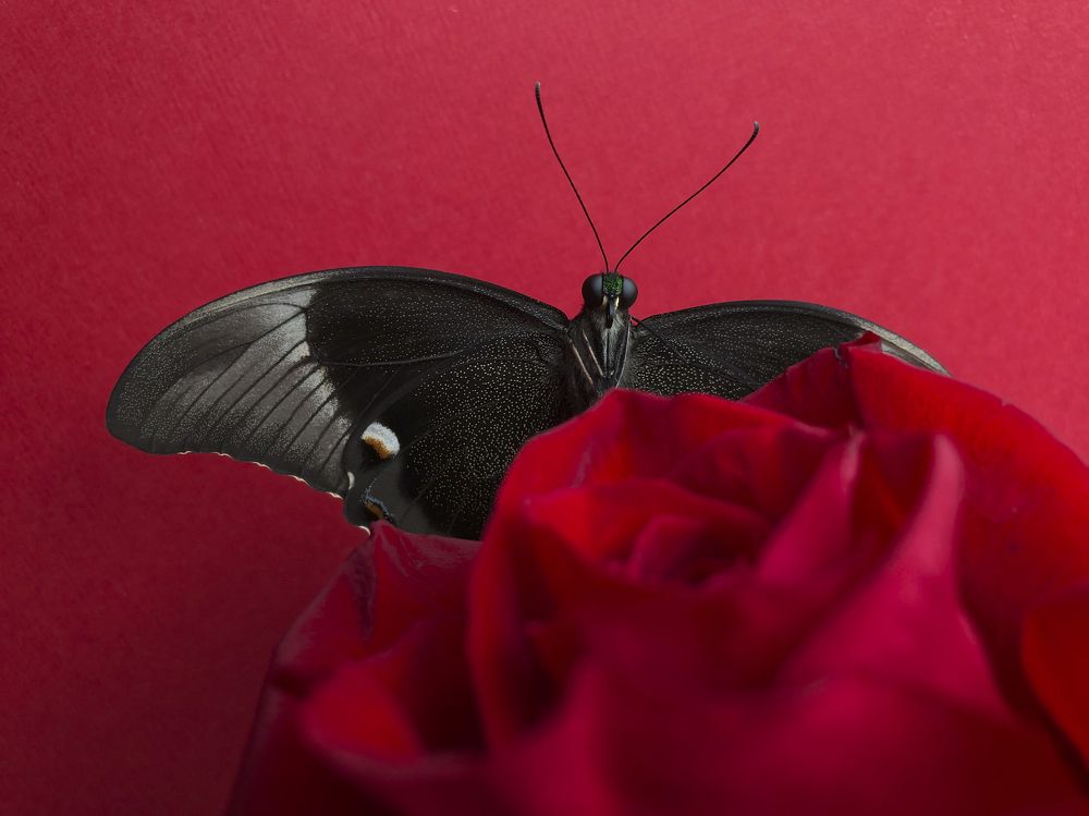 Photograph by Юлия Отставнова