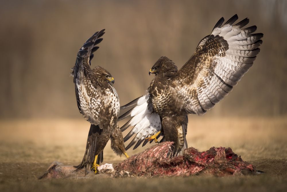 Birds of prey