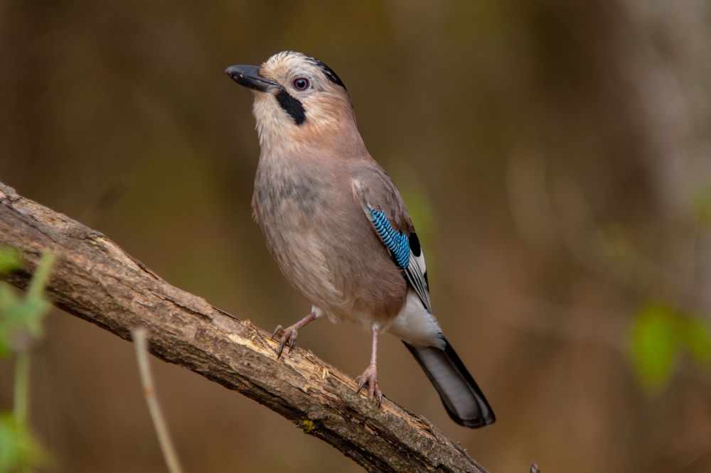 Photograph by Виталий Маслов