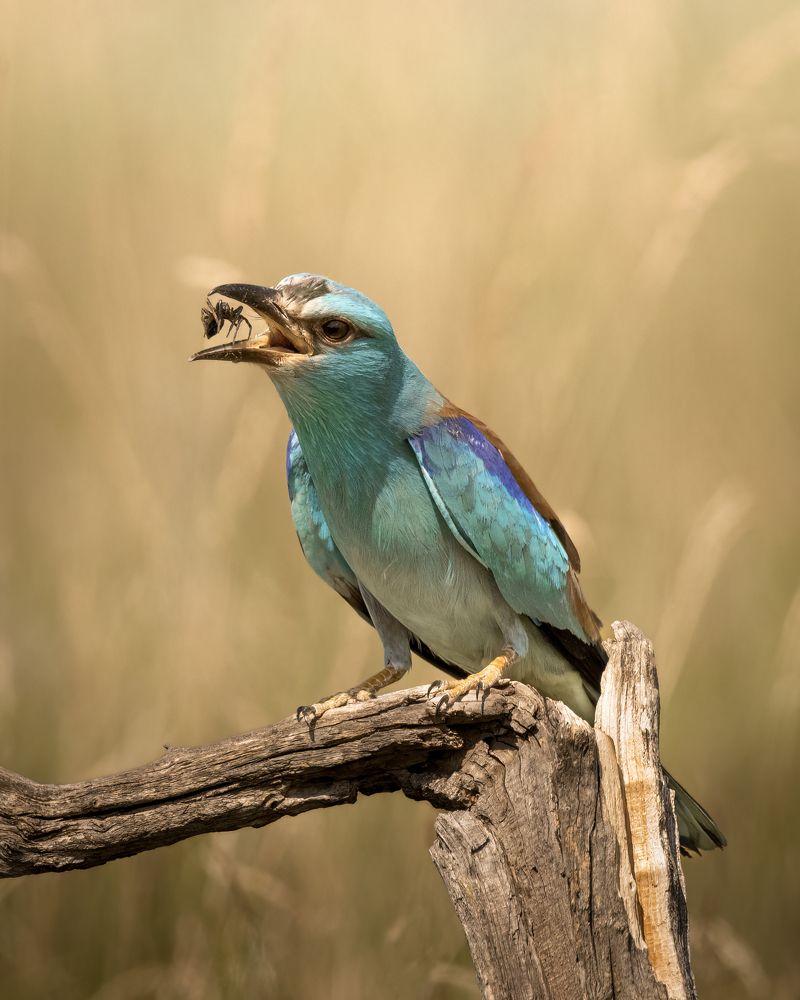 European roller