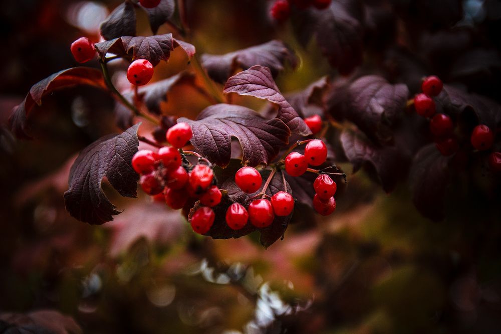 Photograph by Делана Романова