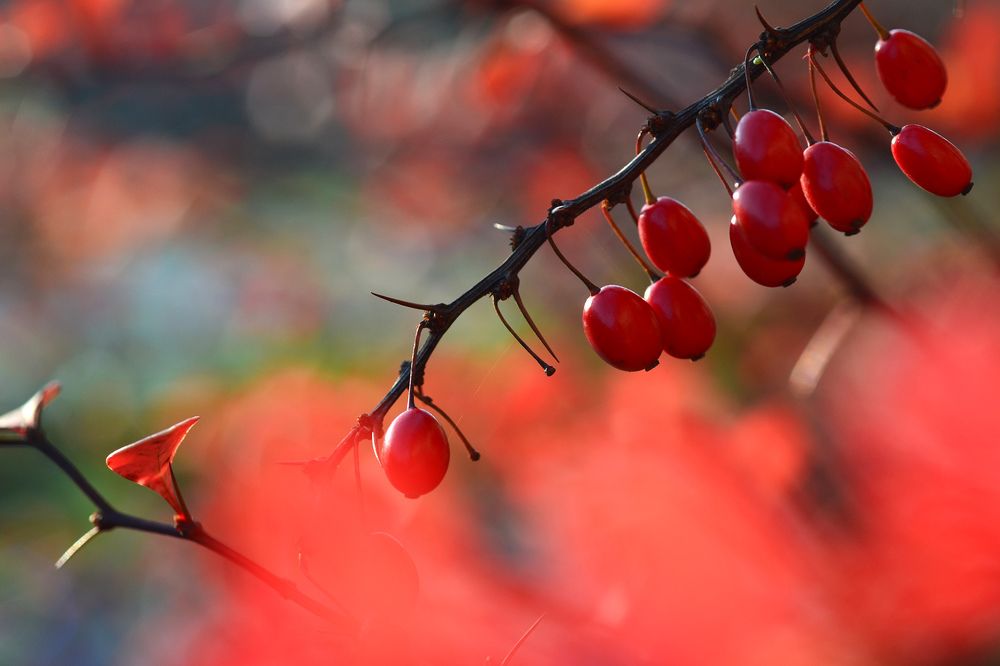 Photograph by Николай Кувшинов