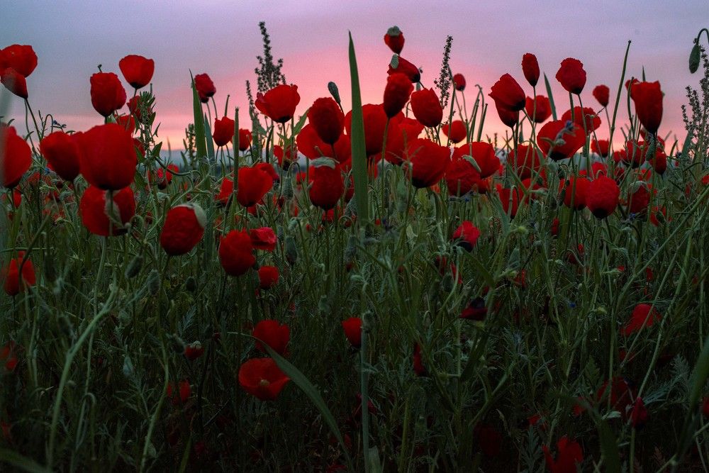 Photograph by Наталья Балеевских