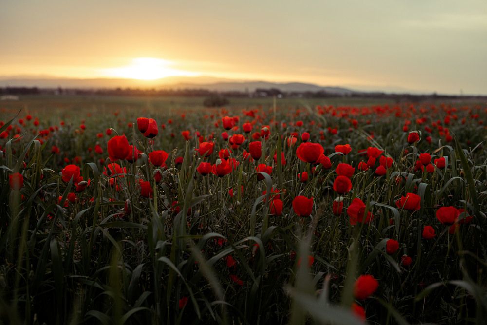 Photograph by Наталья Балеевских