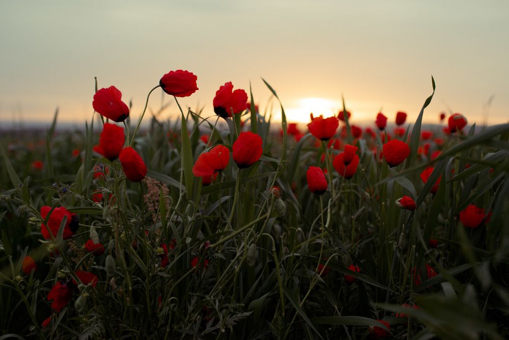 Photograph by Наталья Балеевских