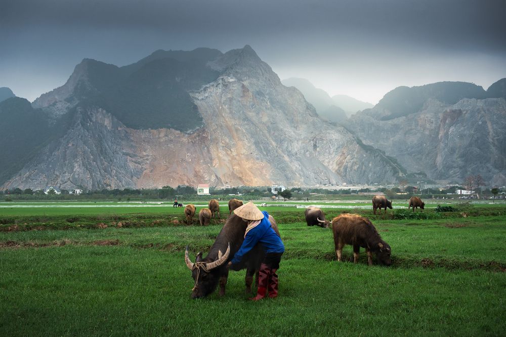 Take care of animals