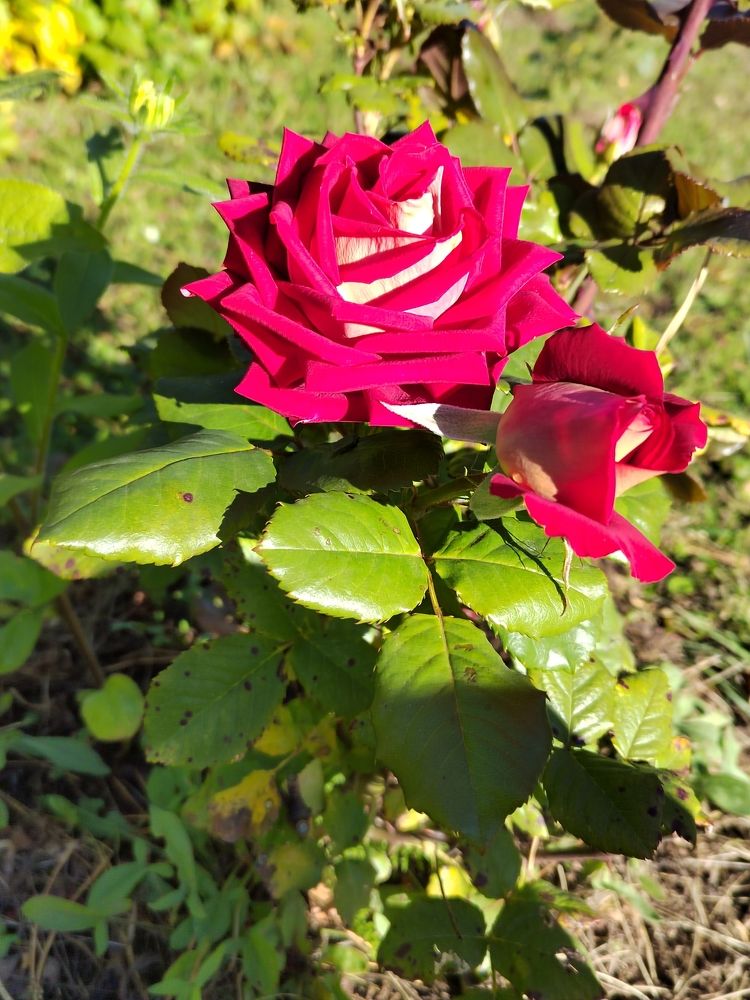 Photograph by Елена Аверьянова