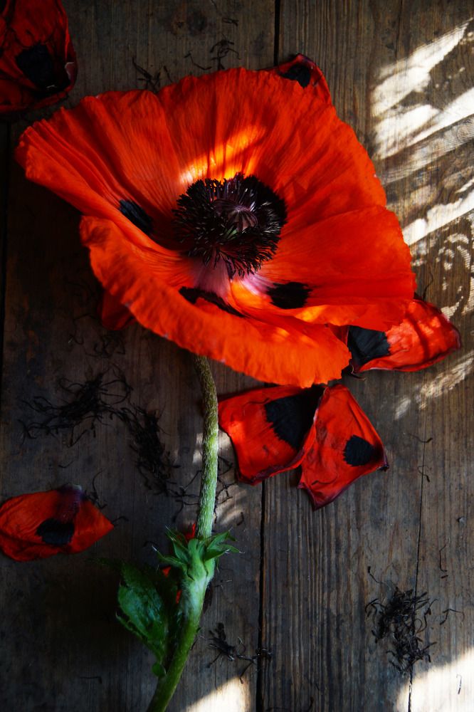 Photograph by Елена Майорова