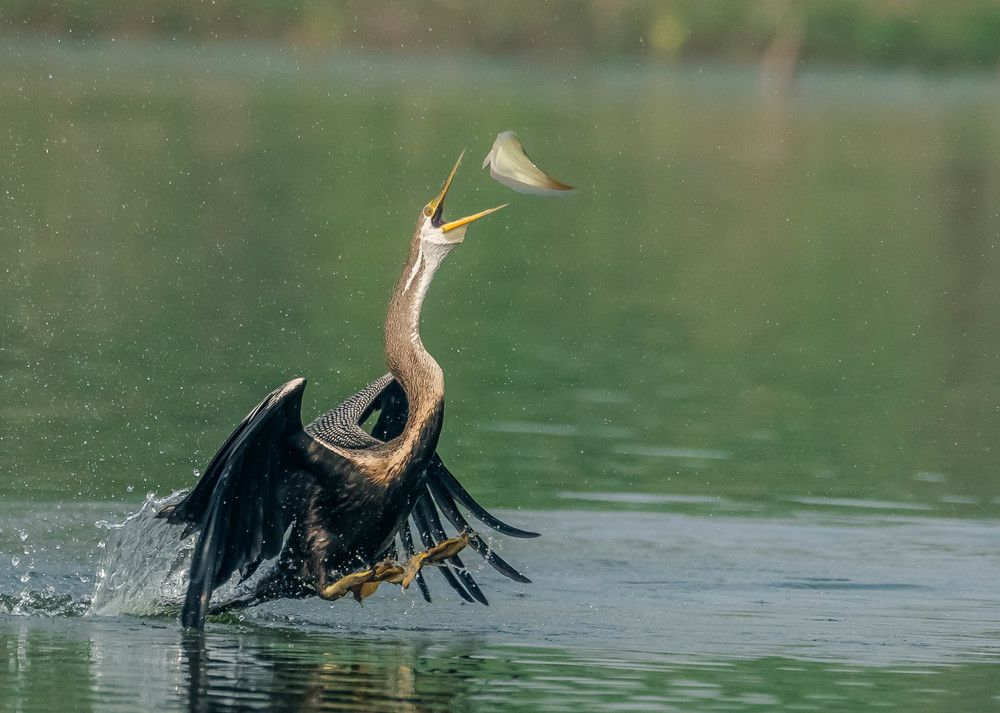 Photograph by Manoj Nair