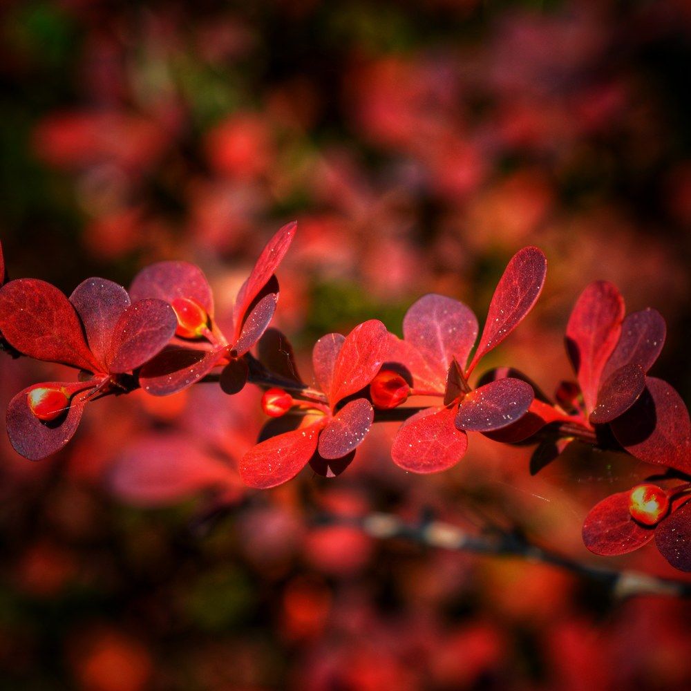 Photograph by Наталья Светлова