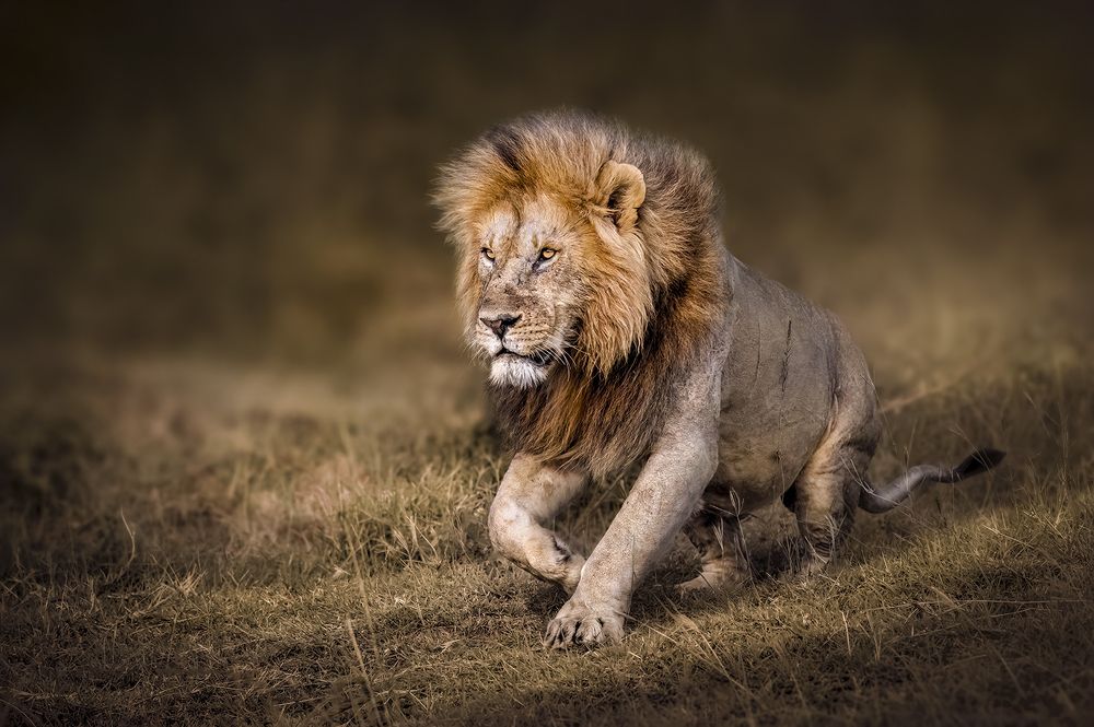 A TRIBUTE TO THE KING