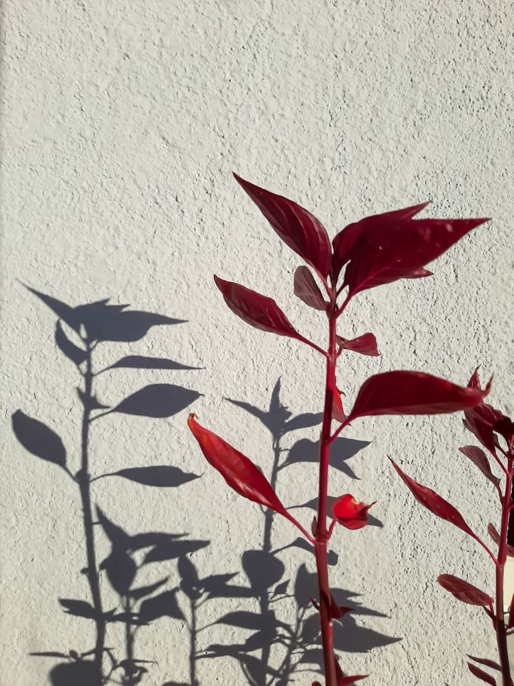 Фотография автора Светлана Дунаева