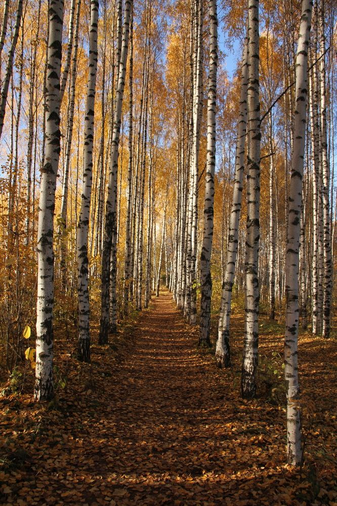 Photograph by Дарья Овчинникова