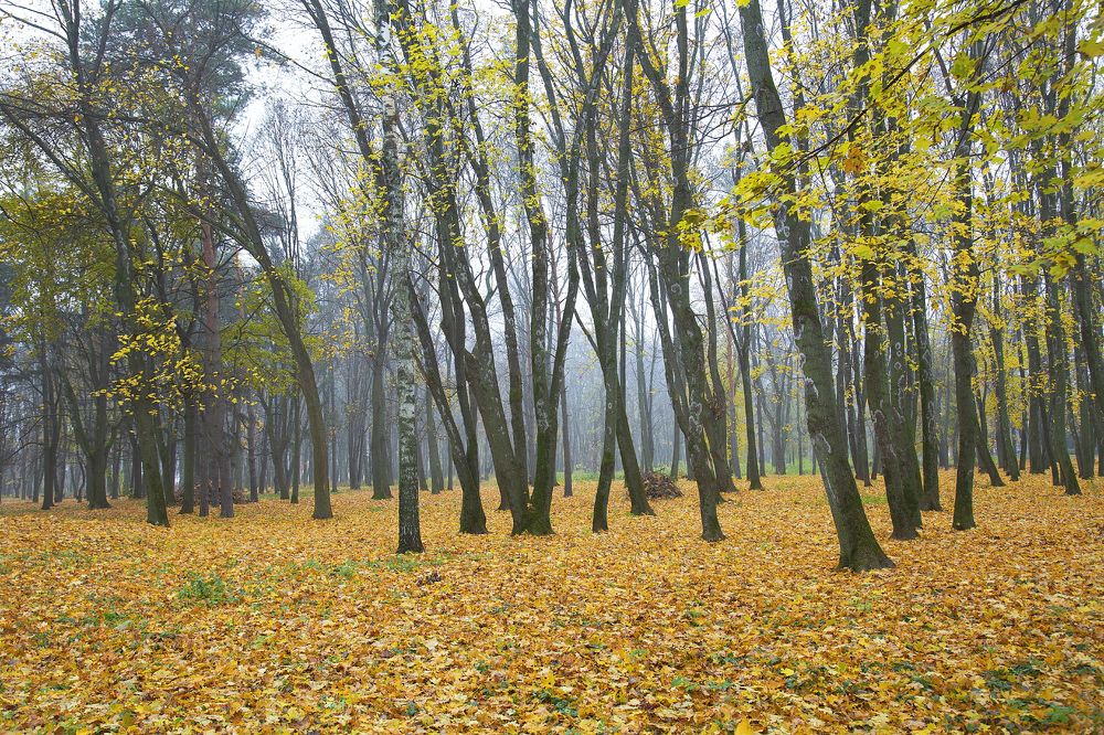 Photograph by Вячеслав Кровопусков