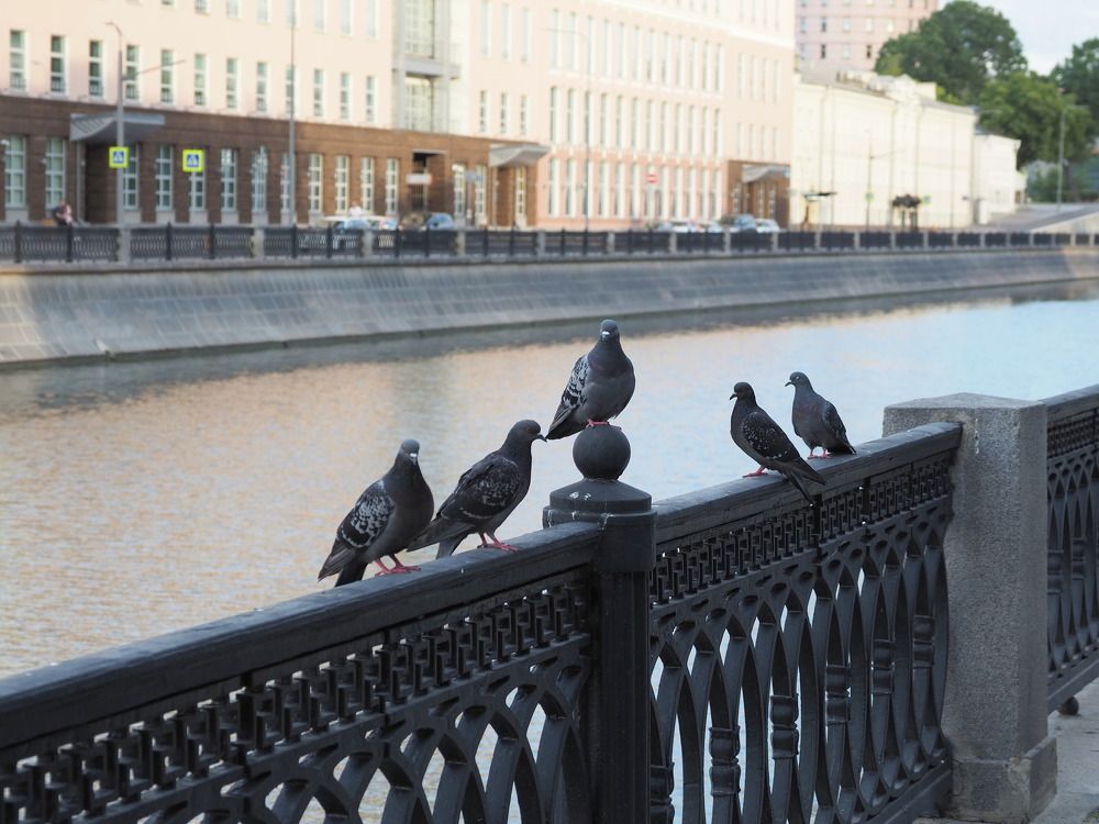 Митинг