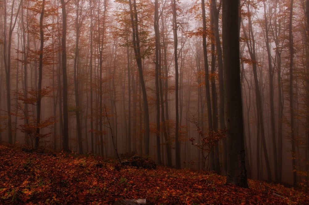 Фотография автора Varga Nóra