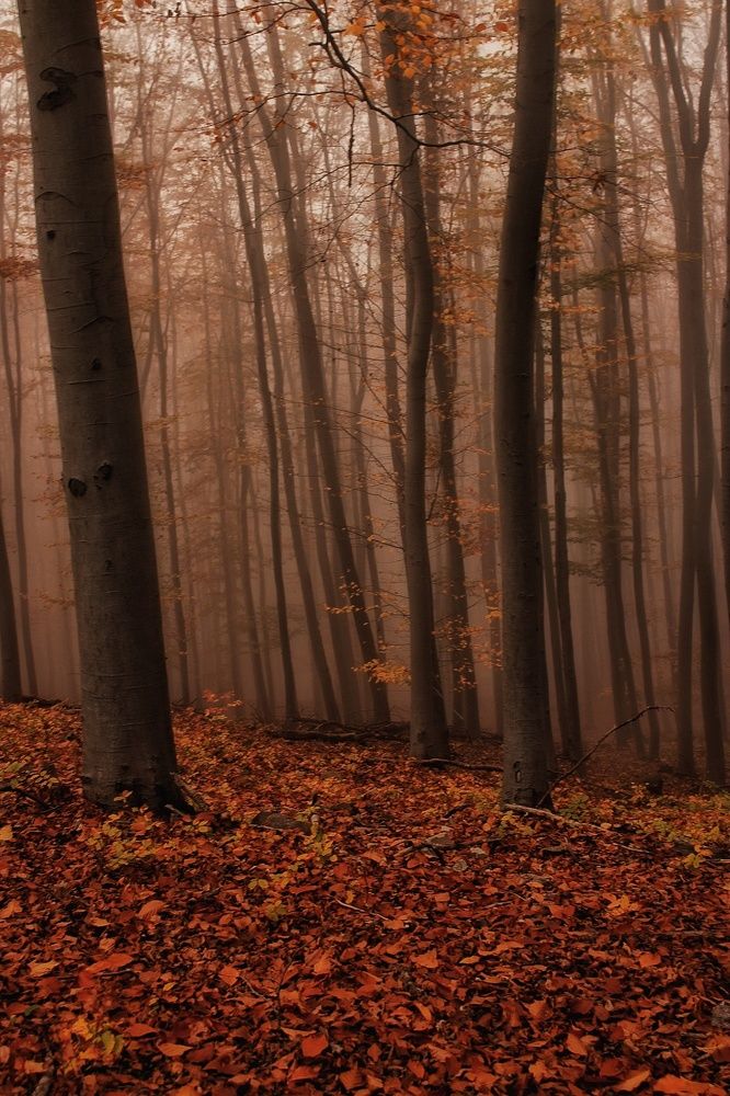 Фотография автора Varga Nóra