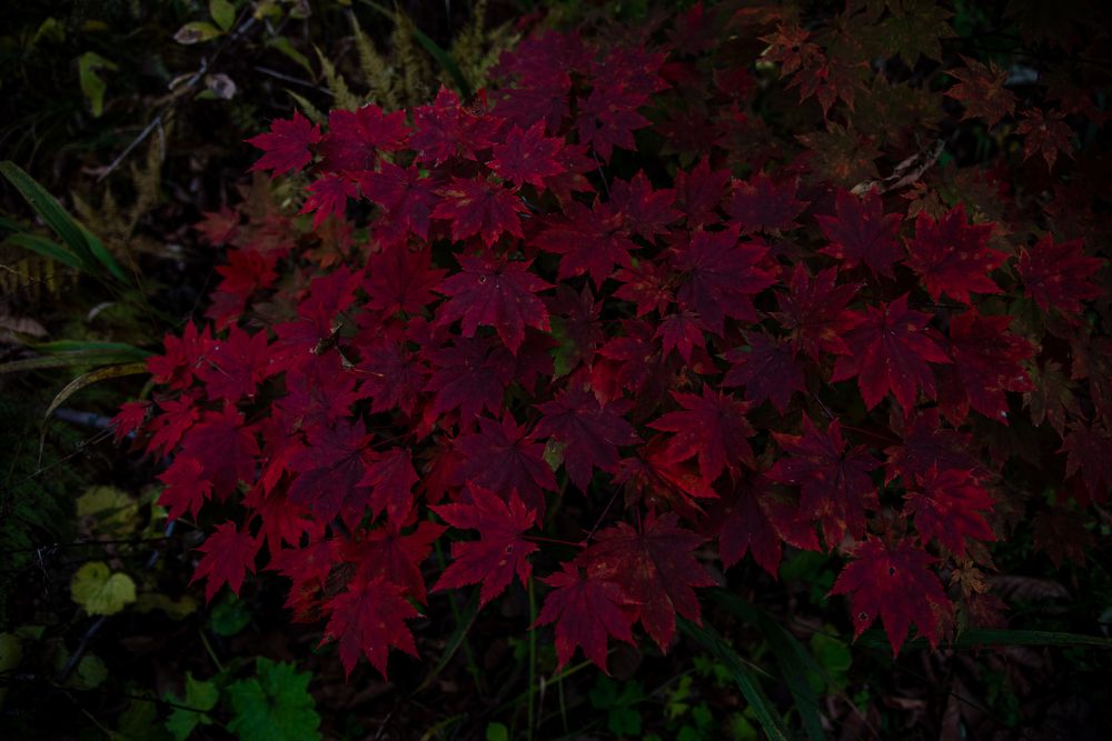 Photograph by Алексей Леднов