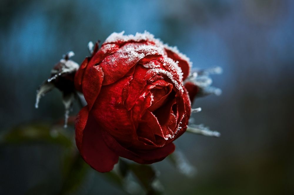 Photograph by Kveta Novotna