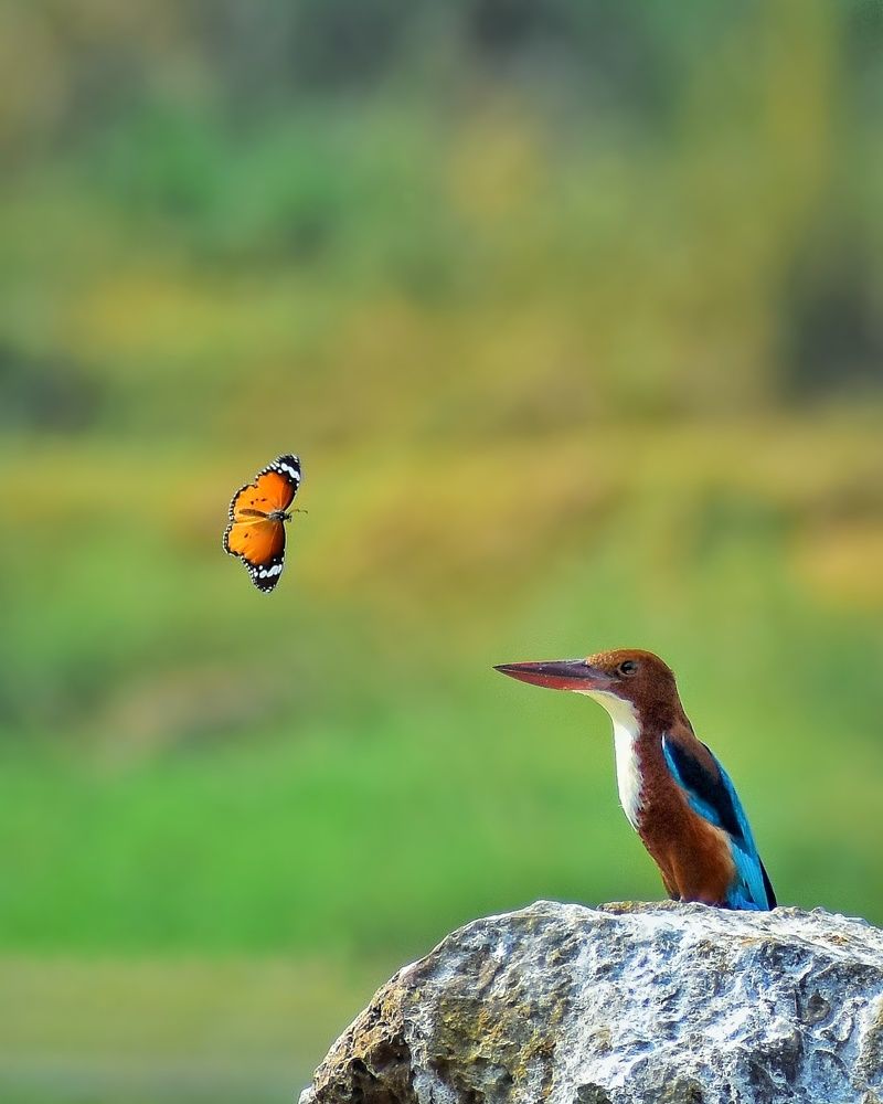 Photograph by SAIKAT PAL