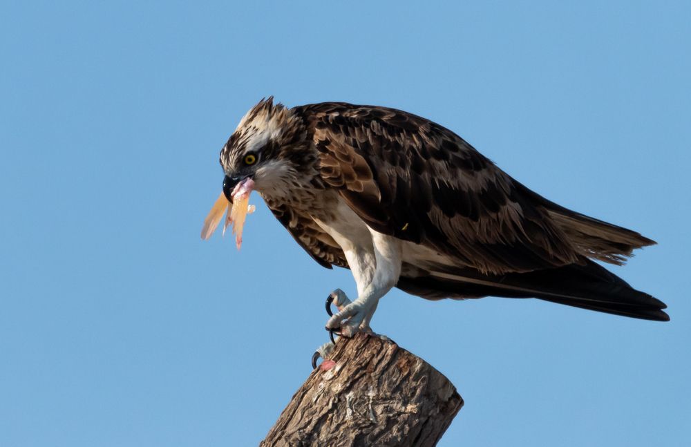 Фотография автора Hari Govindarajulu