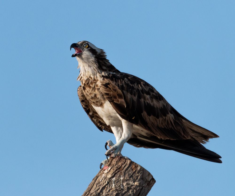Фотография автора Hari Govindarajulu