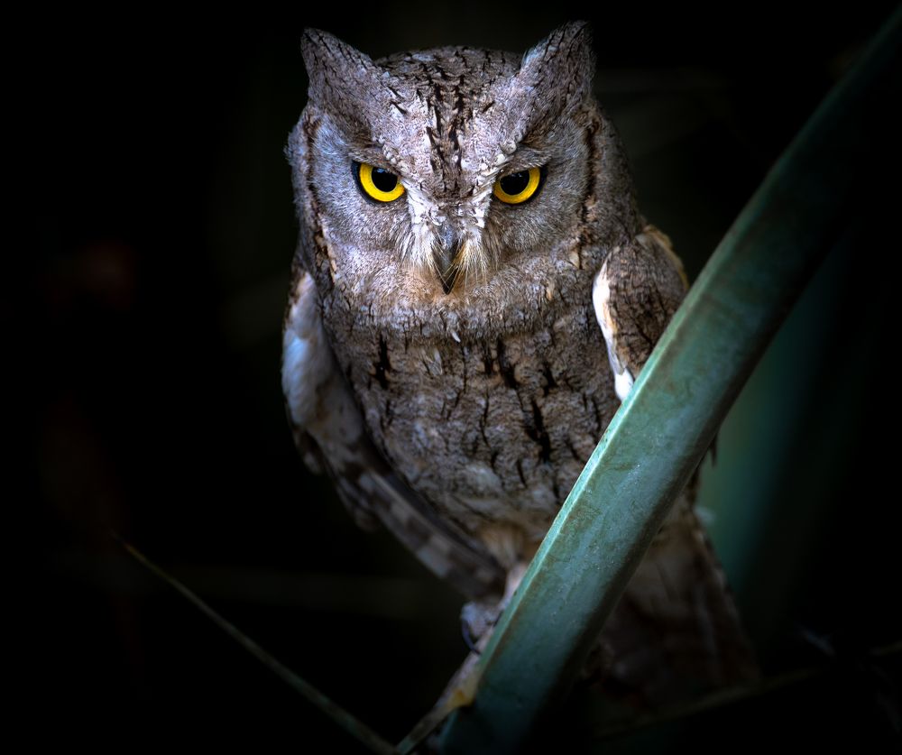 Фотография автора Hari Govindarajulu