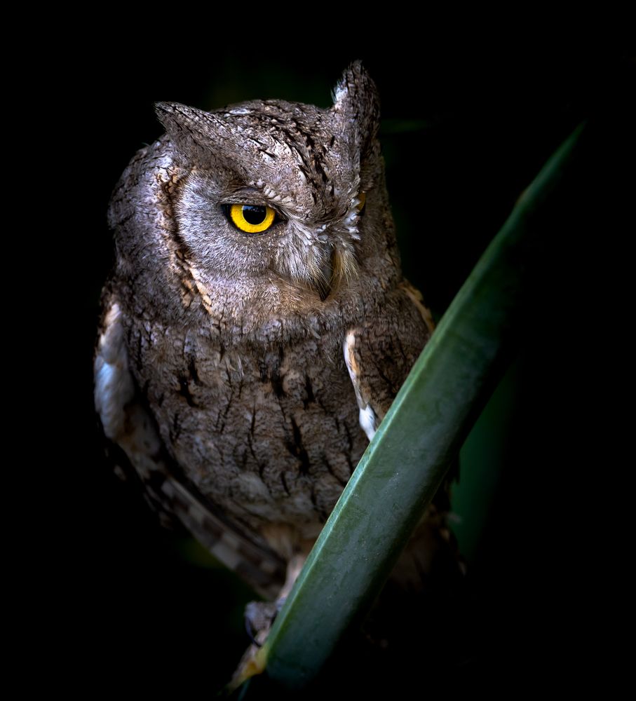 Фотография автора Hari Govindarajulu