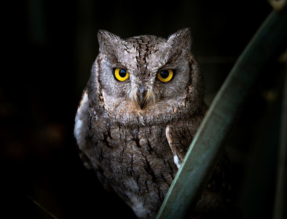 Фотография автора Hari Govindarajulu