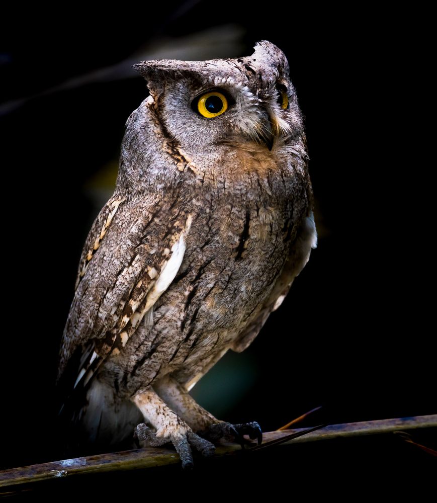 Фотография автора Hari Govindarajulu