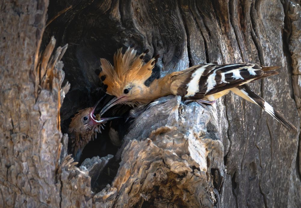 Фотография автора Hari Govindarajulu