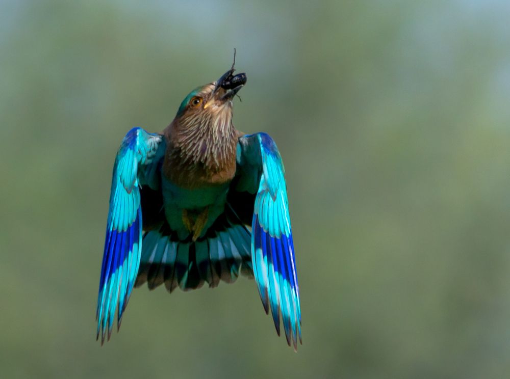 Фотография автора Hari Govindarajulu